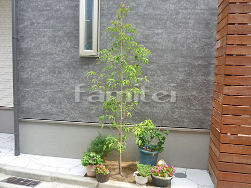 ����ܥ�ĥ꡼ �ۥ󥳥󥨥󥷥� ���м� ���� �����������ǥ�饤�Ⱦ��� Panasonic�ѥʥ��˥å� LGW45021SF
