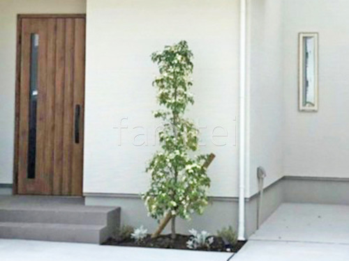 ����ܥ�ĥ꡼   �ۥ󥳥󥨥󥷥� 