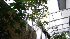植栽カクレミノ YKK ヴェクターテラス屋根1F 前面パネ