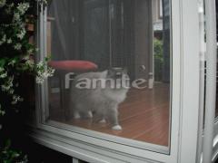 �ڥå��� ǭ����󥵥�롼��