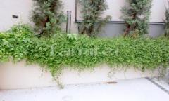 �մ�����