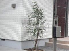 ����ܥ�ĥ꡼ ���ޥȥͥꥳ ���м� ����