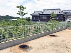 シンボルツリー ハナミズキ