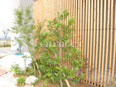 シンボルツリー タイワンツバキ 常緑樹 植栽