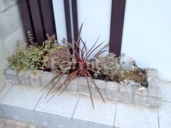�ԥ󥳥��в��� ���� ���� ����