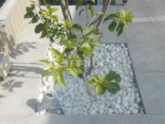 ���Ѻ��� ���������ݥåȥ饤�Ⱦ��� TAKASHO�������硼 De-SPOT 12V����