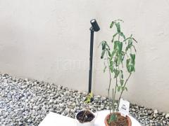 ���ݥåȥ饤�Ⱦ��� �������硼 �����ǥ󥢥åץ饤�� ���ץƥ� ����� M ���