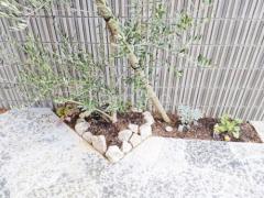 シンボルツリー オリーブ 常緑樹 植栽