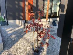 ����ܥ�ĥ꡼ ���ϥ����參���� ���ռ� ����