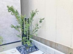 シンボルツリー イロハモミジ 落葉樹 植栽
