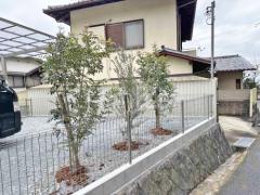 シンボルツリー シマトネリコ オリーブ