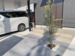シンボルツリー オリーブ 常緑樹 植栽